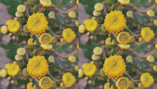 波斯菊花朵高清在线视频素材下载