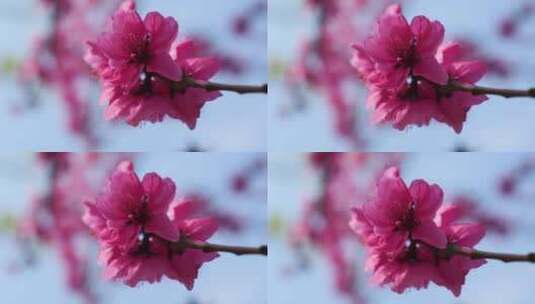 阳光下公园盛开的鲜艳花朵枝叶树叶高清在线视频素材下载