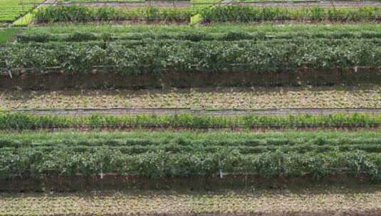 茄瓜种植高清在线视频素材下载
