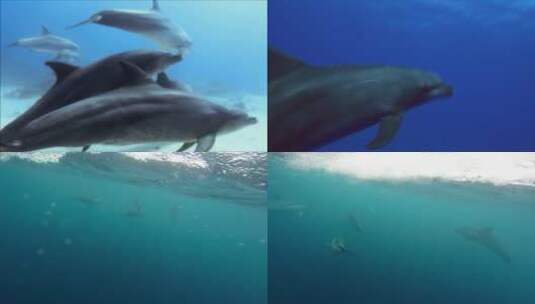 海洋公园 海洋馆 鲨鱼高清在线视频素材下载