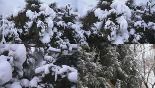 雪松 雪压树枝高清在线视频素材下载