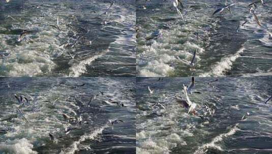 海面上海鸥飞翔高清在线视频素材下载