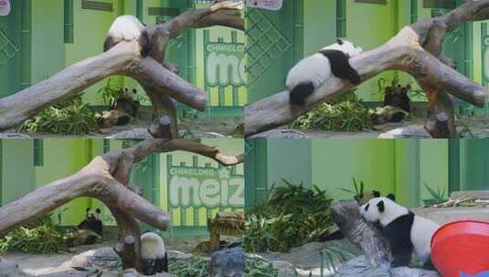 2025广州长隆大熊猫妹猪仔在木头上玩耍画面高清在线视频素材下载