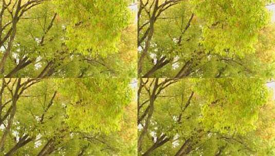 茂密绿树特写高清在线视频素材下载