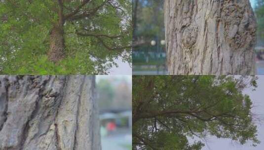 大树干枯树皮高清在线视频素材下载