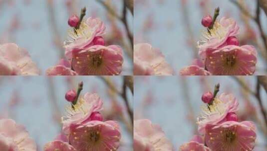 盛开花朵蜜蜂采蜜蝴蝶飞舞高清在线视频素材下载