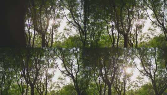 阳光穿过树逆光高清在线视频素材下载