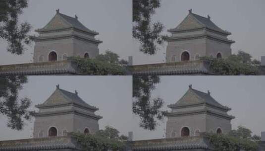 鸽子 老北京鸽子高清在线视频素材下载