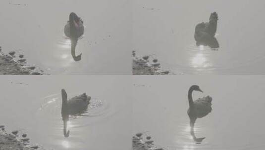湖上天鹅log灰画面高清在线视频素材下载