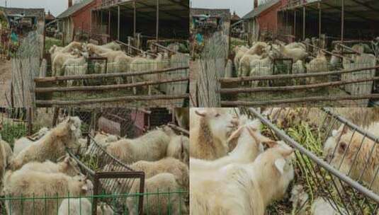 北方农村农舍院落家畜山羊吃草(3k分辨率)高清在线视频素材下载