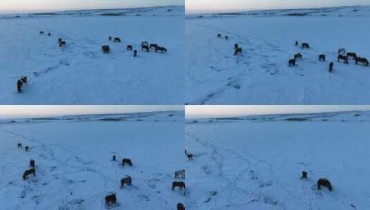 雪野中觅食的马群高清在线视频素材下载