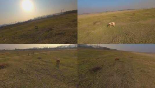 河床边草地上牛吃草航拍高清在线视频素材下载