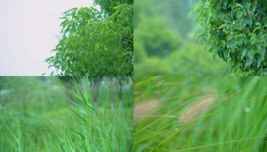 阳光植物希望森林树林树大自然春风清晨树叶高清在线视频素材下载