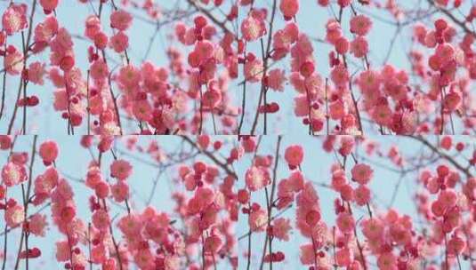 春季红色梅花景观高清在线视频素材下载