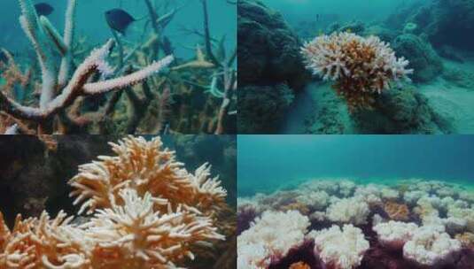 海底生物4高清在线视频素材下载
