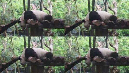 大熊猫趴着睡觉高清在线视频素材下载