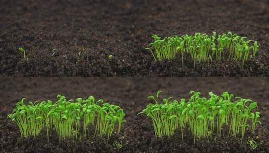 生长植物发芽新生儿水芹高清在线视频素材下载