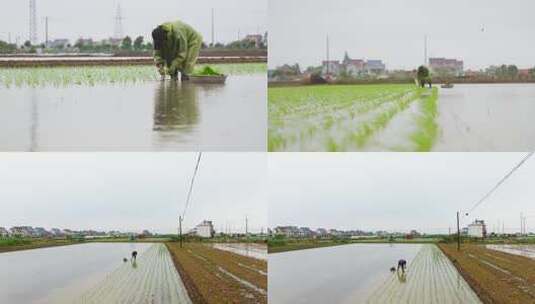 插秧田园美景高清在线视频素材下载