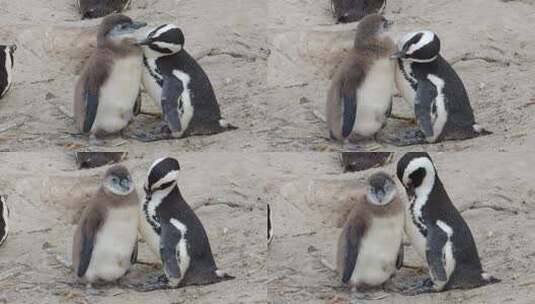 小企鹅 企鹅高清在线视频素材下载