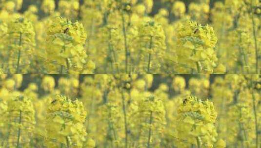 川美油菜花蜜蜂采蜜高清在线视频素材下载