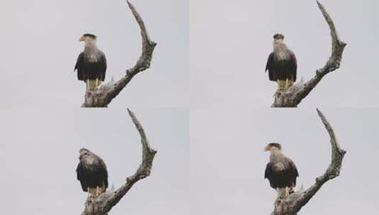 树上的鸟高清在线视频素材下载