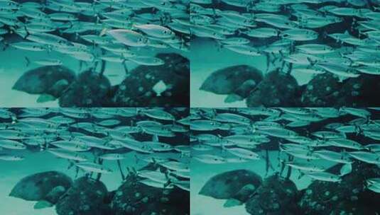 一群鱼在蓝色海洋中游泳高清在线视频素材下载