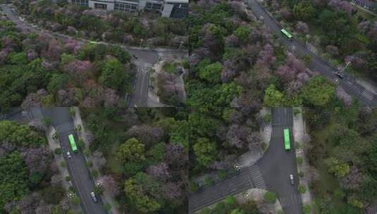 柳州紫荆花高清在线视频素材下载