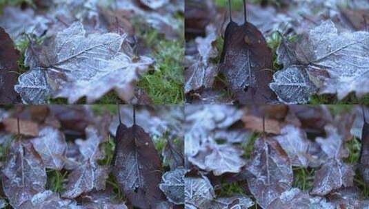 4K冻结的树叶跟踪拍摄高清在线视频素材下载