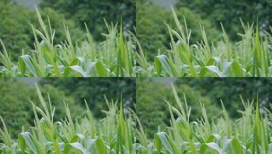 现代农业 4k玉米生长种植 乡村振兴素材高清在线视频素材下载