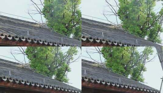 黑砖瓦屋顶 黑瓦房 大树 树枝高清在线视频素材下载