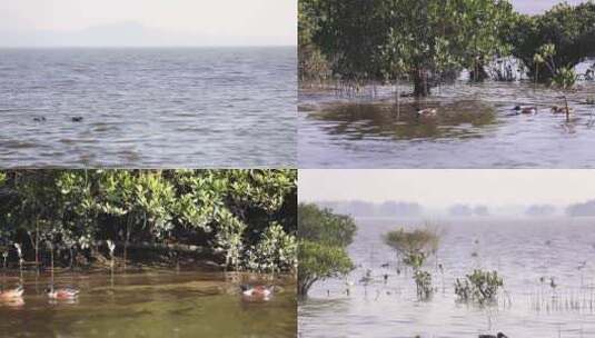 l1野鸭在湿地游高清在线视频素材下载