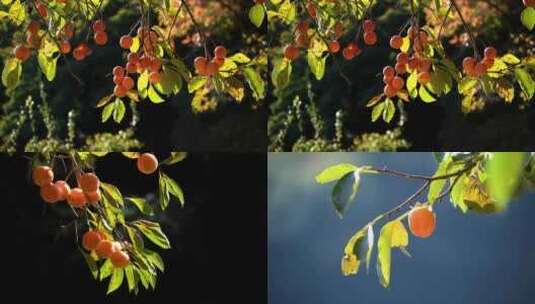 枝头成熟的柿子4组镜头高清在线视频素材下载