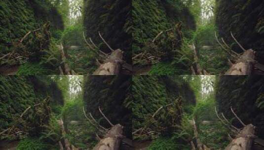 原始森林老树断裂树根高清在线视频素材下载
