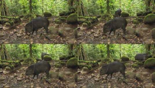 热带雨林中的羽衣甘蓝野猪高清在线视频素材下载