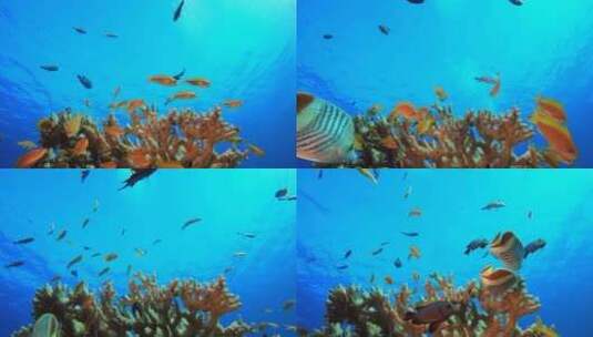 水下海鱼高清在线视频素材下载