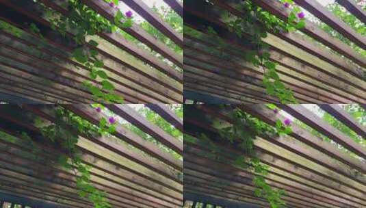 竹林建筑低角度观高清在线视频素材下载