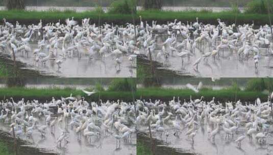 原创拍摄德清县下渚湖湿地白鹭禽类高清在线视频素材下载