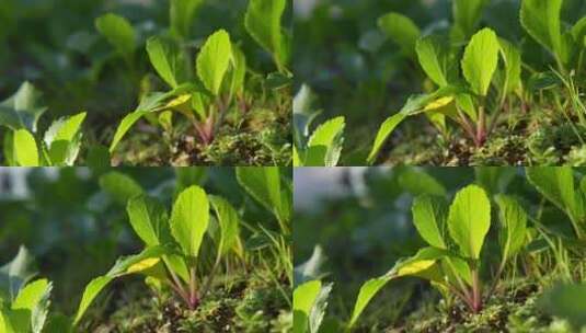 在阳光照耀下茁壮成长的蔬菜高清在线视频素材下载