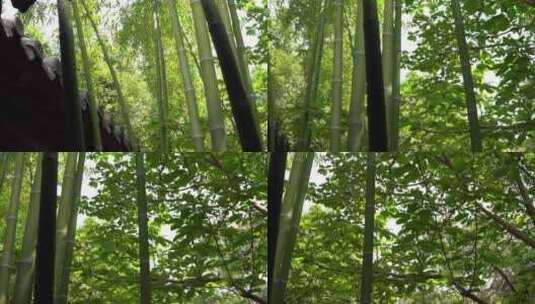 竹子 竹林高清在线视频素材下载