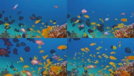 美丽的珊瑚红海花园高清在线视频素材下载
