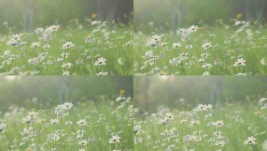 夏日花草花朵高清在线视频素材下载