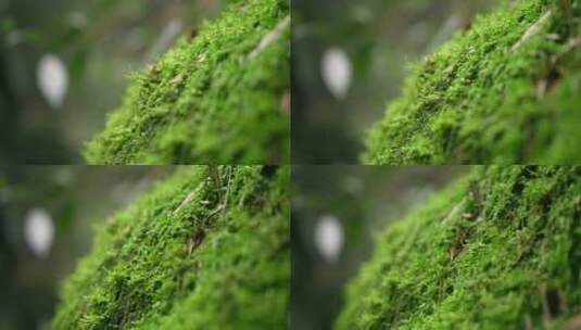 大自然 苔藓 特写高清在线视频素材下载