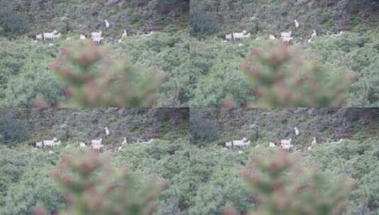 山林里的羊高清在线视频素材下载