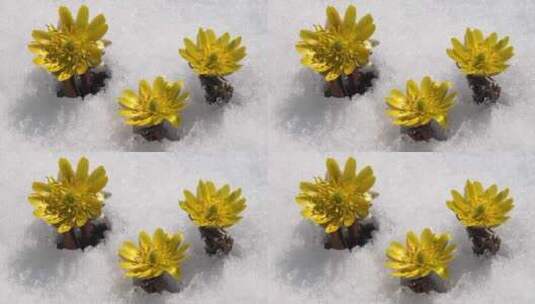 雪地里的小黄花高清在线视频素材下载