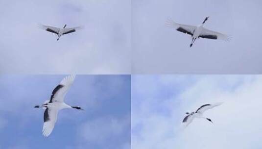 空中飞翔的仙鹤高清在线视频素材下载