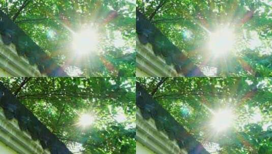 阳光透过树枝绿叶高清在线视频素材下载