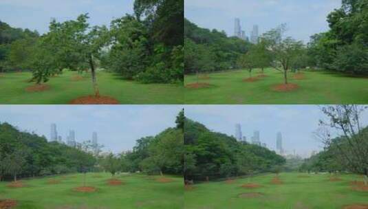 樱花树 草地 草坪 植树 种树 种植高清在线视频素材下载