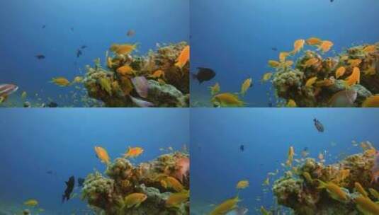 水下的热带鱼群高清在线视频素材下载