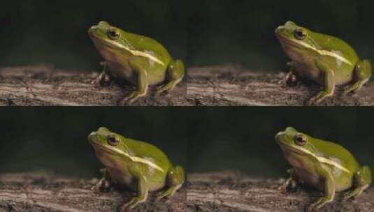 绿色青蛙坐在岩石呼吸高清在线视频素材下载