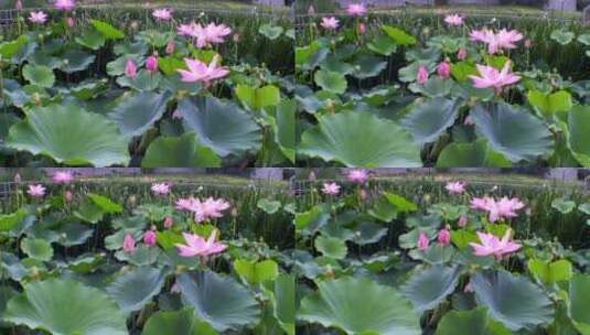 唯美清新池塘植物荷花美景视频素材高清在线视频素材下载